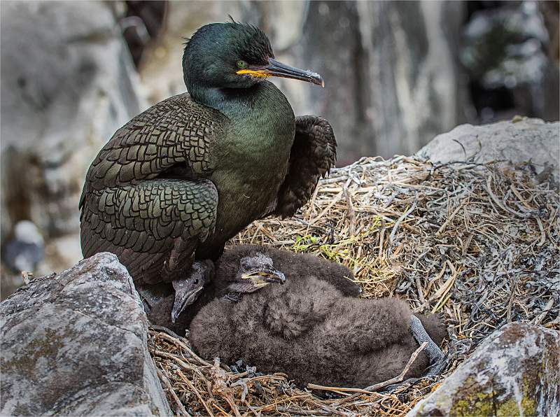 Set3.1 Shag with Chick on nest_Tom Rose.jpg - nacton cup